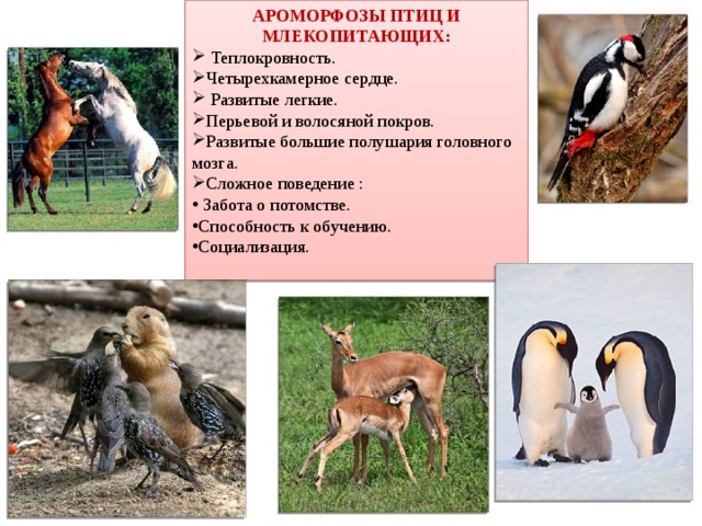 Ароморфозы птиц и млекопитающих: