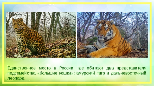 Единственное место в России, где обитают два представителя подсемейства «большие кошки»: амурский тигр и дальневосточный леопард.
