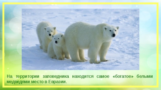 На территории заповедника находится самое «богатое» белыми медведями место в Евразии.