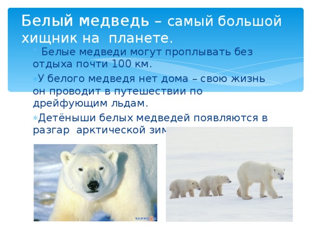 Белый медведь – самый большой хищник на планете.   * Белые медведи могут проплывать без отдыха почти 100 км .
