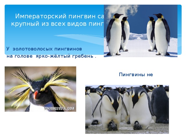 Императорский пингвин самый  крупный из всех видов пингвинов. У золотоволосых пингвинов на голове ярко-жёлтый гребень .  Пингвины не умеют летать.  В разгар зимы откладывают яйца.  Высиживает птенцов пингвин-отец.