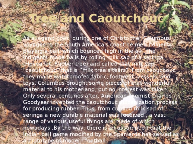 Tree and Caoutchouc
