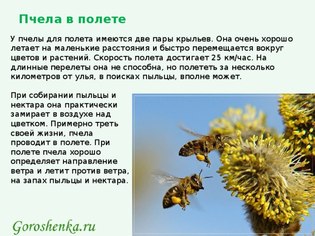 Пчела в полете У пчелы для полета имеются две пары крыльев. Она очень хорошо летает на маленькие расстояния и быстро перемещается вокруг цветов и растений. Скорость полета достигает 25 км/час. На длинные перелеты она не способна, но полететь за несколько километров от улья, в поисках пыльцы, вполне может. При собирании пыльцы и нектара она практически замирает в воздухе над цветком. Примерно треть своей жизни, пчела проводит в полете. При полете пчела хорошо определяет направление ветра и летит против ветра, на запах пыльцы и нектара.