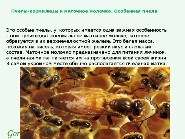 Пчелы-кормилицы и маточное молочко. Особенная пчела Это особые пчелы, у которых имеется одна важная особенность – они производят специальное маточное молоко, которое образуется в их верхнечелюстной железе. Это белая масса, похожая на кисель, которая имеет резкий вкус и сложный состав. Маточное молочко предназначено для питания личинок, а пчелиная матка питается им на протяжении всей своей жизни. В самом укромном месте обычно располагается пчелиная матка.