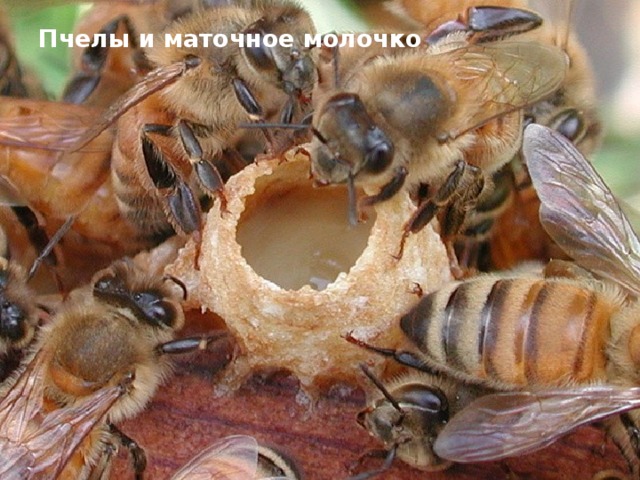 Пчелы и маточное молочко