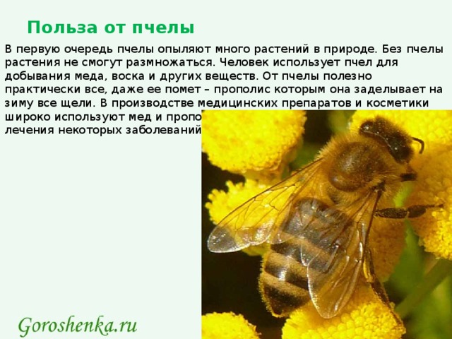 Польза от пчелы В первую очередь пчелы опыляют много растений в природе. Без пчелы растения не смогут размножаться. Человек использует пчел для добывания меда, воска и других веществ. От пчелы полезно практически все, даже ее помет – прополис которым она заделывает на зиму все щели. В производстве медицинских препаратов и косметики широко используют мед и прополис. Укусы пчелы используют для лечения некоторых заболеваний.  