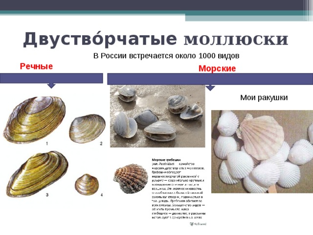 Двуство́рчатые моллюски В России встречается около 1000 видов Речные Морские Мои ракушки