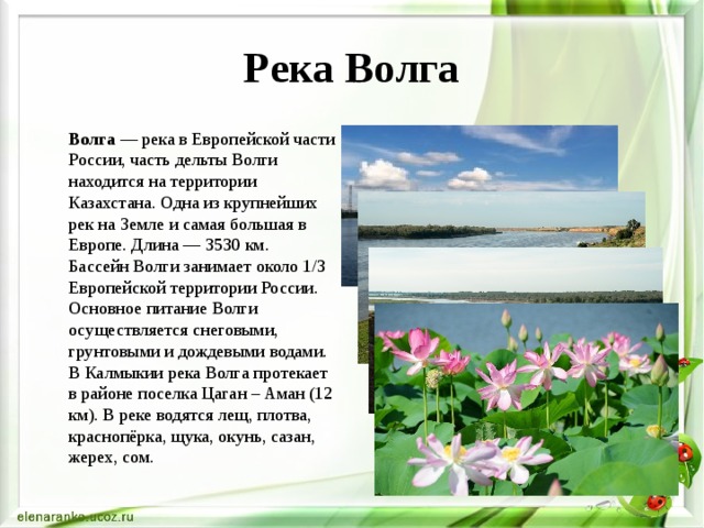 Река Волга  Волга — река в Европейской части России, часть дельты Волги находится на территории Казахстана. Одна из крупнейших рек на Земле и самая большая в Европе. Длина — 3530 км.  Бассейн Волги занимает около 1/3 Европейской территории России. Основное питание Волги осуществляется снеговыми, грунтовыми и дождевыми водами. В Калмыкии река Волга протекает в районе поселка Цаган – Аман (12 км). В реке водятся лещ, плотва, краснопёрка, щука, окунь, сазан, жерех, сом.