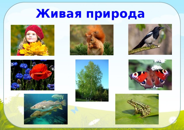 Проект живая природа