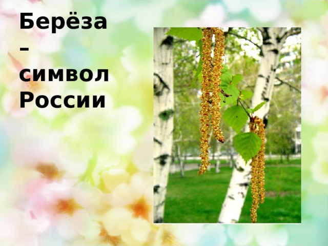 Берёза – символ России