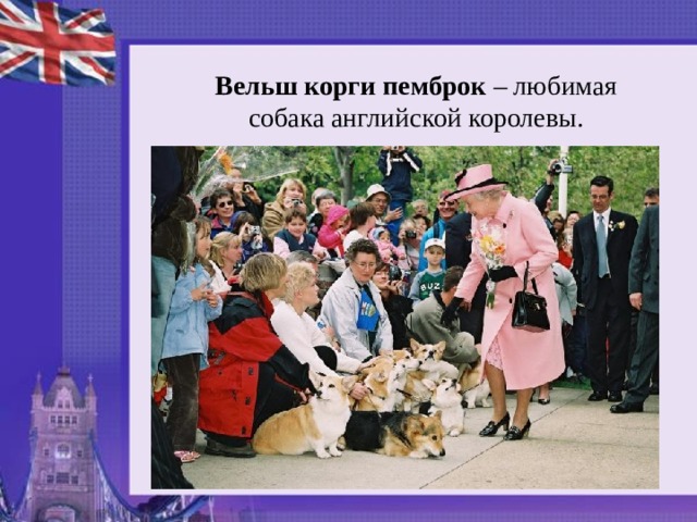 Вельш корги пемброк – любимая собака английской королевы.