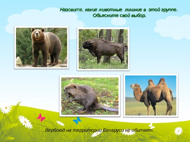 Назовите, какие животные лишние в этой группе.  Объясните свой выбор. Верблюд на территории Беларуси не обитает.