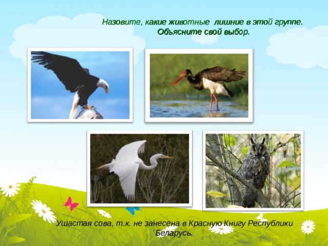 Назовите, какие животные лишние в этой группе.  Объясните свой выбор. Ушастая сова, т.к. не занесена в Красную Книгу Республики Беларусь.