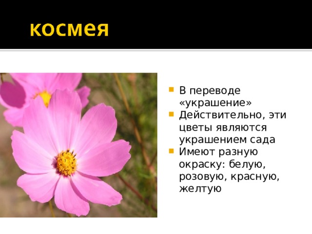 В переводе «украшение» Действительно, эти цветы являются украшением сада Имеют разную окраску: белую, розовую, красную, желтую