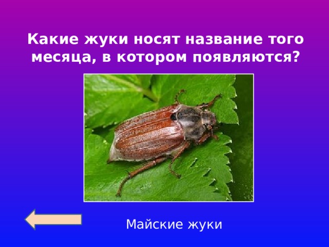 Какие жуки носят название того месяца, в котором появляются? Майские жуки