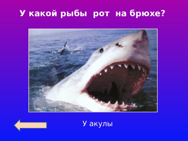 У какой рыбы рот на брюхе? У акулы