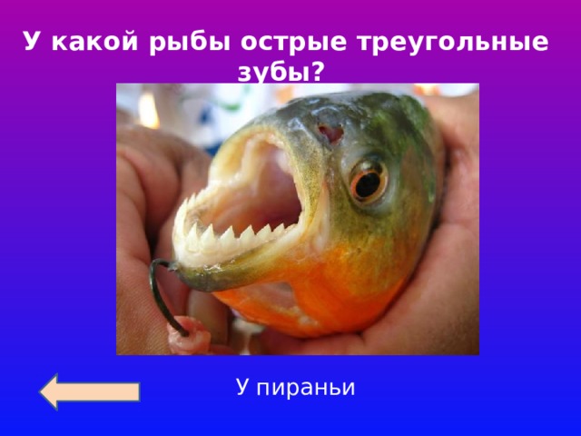 У какой рыбы острые треугольные зубы? У пираньи