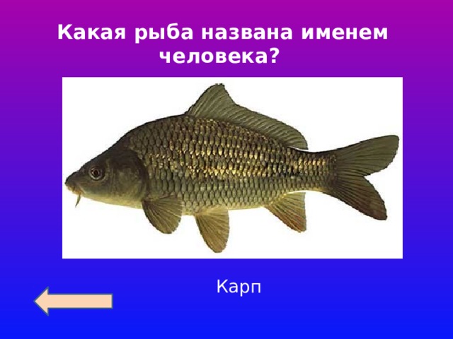 Какая рыба названа именем человека? Карп