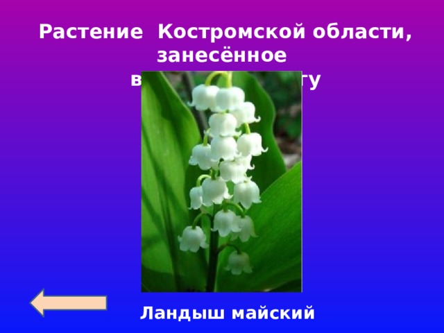 Растение Костромской области, занесённое в Красную книгу Ландыш майский