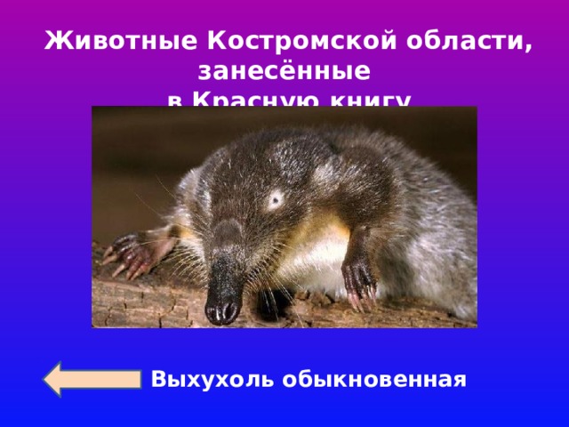 Животные Костромской области, занесённые в Красную книгу Выхухоль обыкновенная