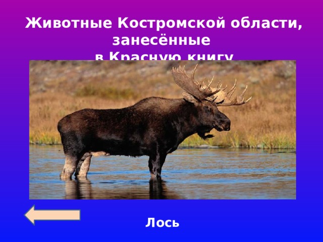 Животные Костромской области, занесённые в Красную книгу Лось