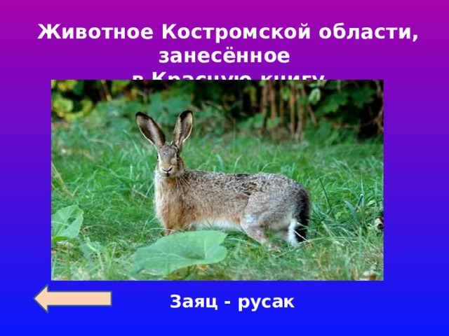 Животное Костромской области, занесённое в Красную книгу Заяц - русак
