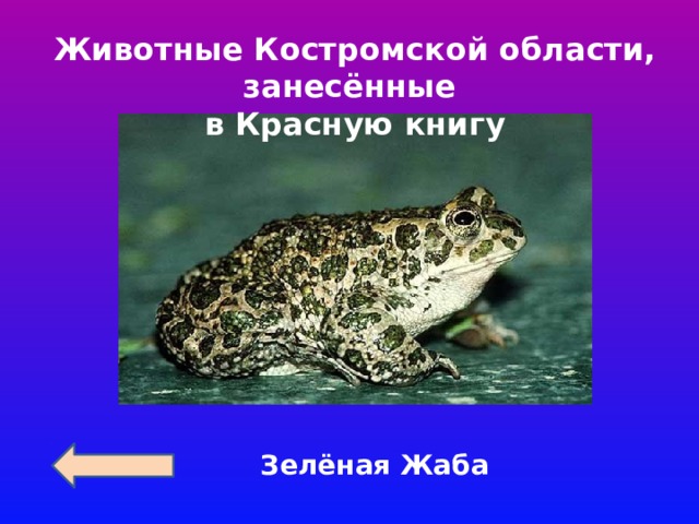 Животные Костромской области, занесённые в Красную книгу Зелёная Жаба