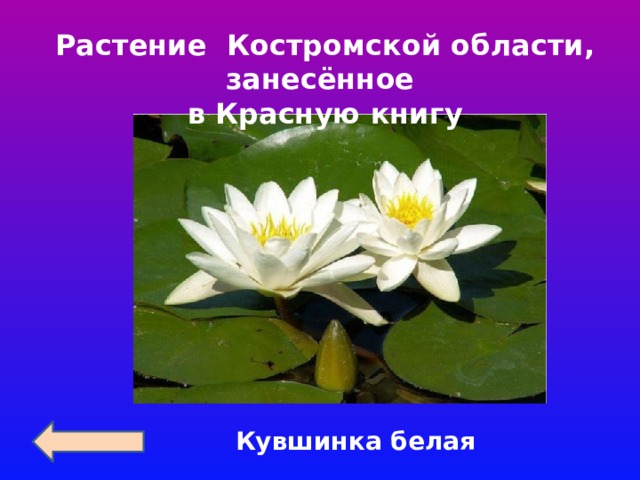 Растение Костромской области, занесённое в Красную книгу Кувшинка белая