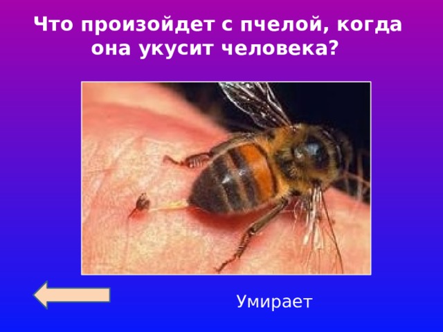 Что произойдет с пчелой, когда она укусит человека?    Умирает