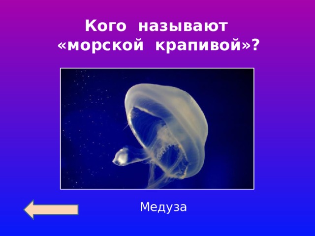 Кого называют «морской крапивой»? Медуза