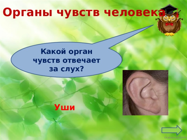 Органы чувств человека Какой орган чувств отвечает за слух? Уши