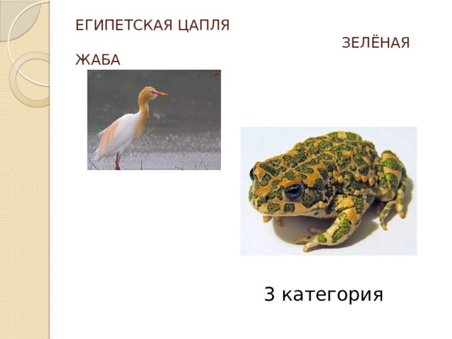ЕГИПЕТСКАЯ ЦАПЛЯ  ЗЕЛЁНАЯ ЖАБА  3 категория - На белых — сведения о редких видах.