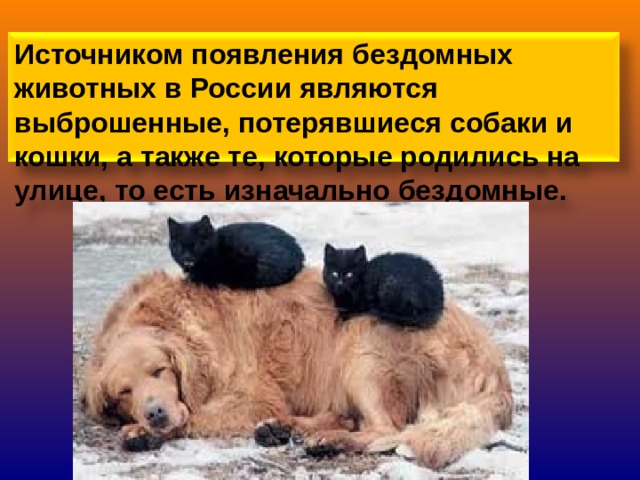 Источником появления бездомных животных в России являются выброшенные, потерявшиеся собаки и кошки, а также те, которые родились на улице, то есть изначально бездомные.