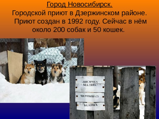 Город Новосибирск.  Городской приют в Дзержинском районе.  Приют создан в 1992 году. Сейчас в нём около 200 собак и 50 кошек.