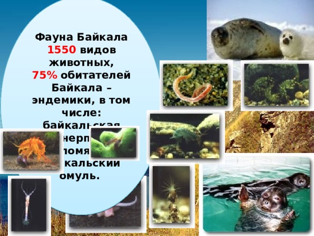 Фауна Байкала  1550 видов животных, 75%  обитателей Байкала – эндемики, в том числе: байкальская нерпа, голомянка, байкальский омуль.