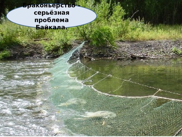 Браконьерство – серьёзная проблема Байкала.