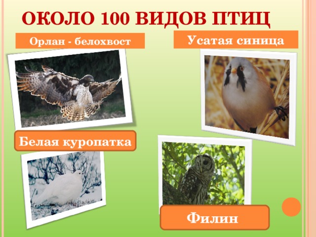 ОКОЛО 100 ВИДОВ ПТИЦ Усатая синица Орлан - белохвост Белая куропатка Филин