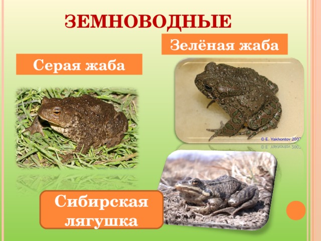 ЗЕМНОВОДНЫЕ Зелёная жаба Серая жаба Сибирская лягушка