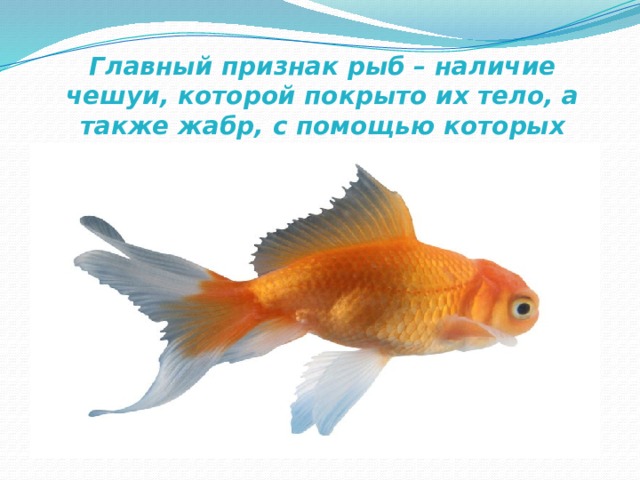 Главный признак рыб – наличие чешуи, которой покрыто их тело, а также жабр, с помощью которых рыбы дышат в воде.