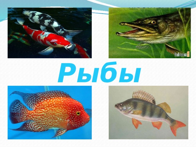 Рыбы