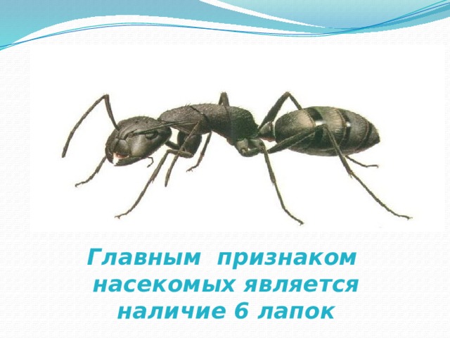 Главным признаком насекомых является наличие 6 лапок