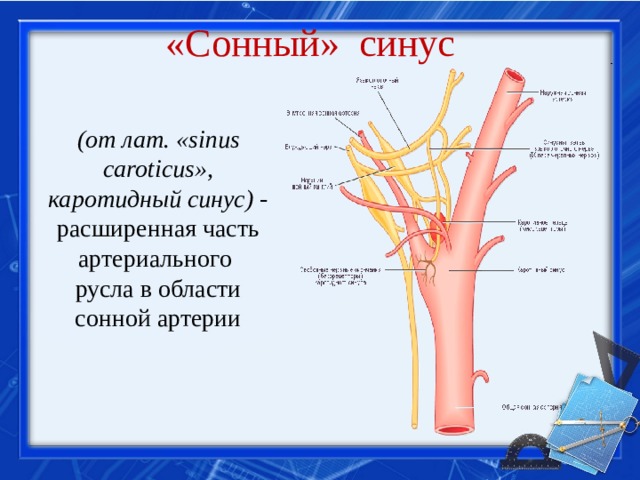 «Сонный» синус  (от лат. «sinus caroticus», каротидный синус) - расширенная часть артериального русла в области сонной артерии
