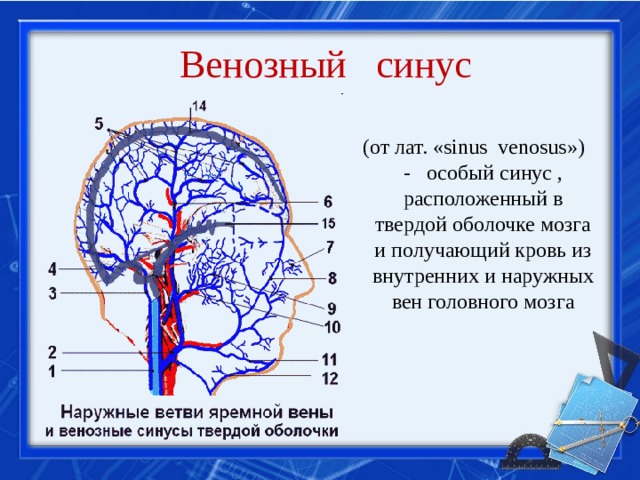 Венозный синус  (от лат. «sinus venosus») - особый синус , расположенный в твердой оболочке мозга и получающий кровь из внутренних и наружных вен головного мозга