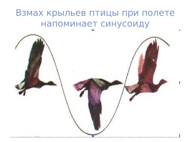 Взмах крыльев птицы при полете напоминает синусоиду