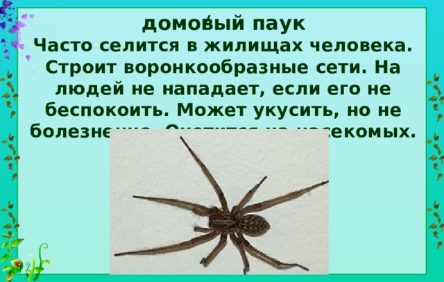 домовый паук  Часто селится в жилищах человека. Строит воронкообразные сети. На людей не нападает, если его не беспокоить. Может укусить, но не болезненно. Охотится на насекомых.