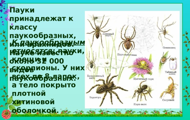 Пауки принадлежат к классу паукообразных, или арахнидов. Науке известно около 32 000 видов паукообразных. К паукообразным относятся: пауки, клещи и скорпионы. У них всех по 8 лапок, а тело покрыто плотной хитиновой оболочкой.