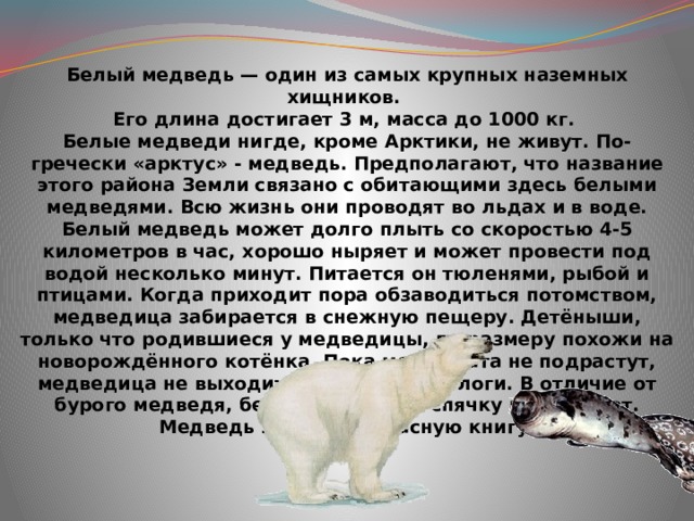 Белый медведь — один из самых крупных наземных хищников. Его длина достигает 3 м, масса до 1000 кг. Белые медведи нигде, кроме Арктики, не живут. По-гречески «арктус» - медведь. Предполагают, что название этого района Земли связано с обитающими здесь белыми медведями. Всю жизнь они проводят во льдах и в воде. Белый медведь может долго плыть со скоростью 4-5 километров в час, хорошо ныряет и может провести под водой несколько минут. Питается он тюленями, рыбой и птицами. Когда приходит пора обзаводиться потомством, медведица забирается в снежную пещеру. Детёныши, только что родившиеся у медведицы, по размеру похожи на новорождённого котёнка. Пока медвежата не подрастут, медведица не выходит из снежной берлоги. В отличие от бурого медведя, белые медведи в спячку не впадают. Медведь занесён в Красную книгу.