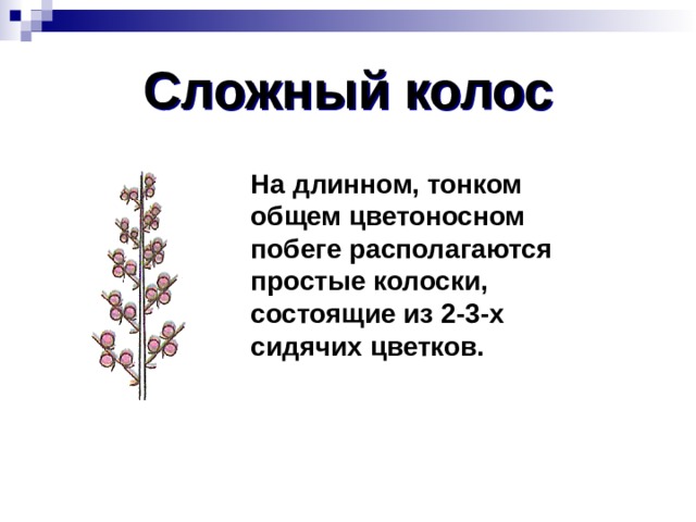 Сложный колос На длинном, тонком общем цветоносном побеге располагаются простые колоски, состоящие из 2-3-х сидячих цветков.