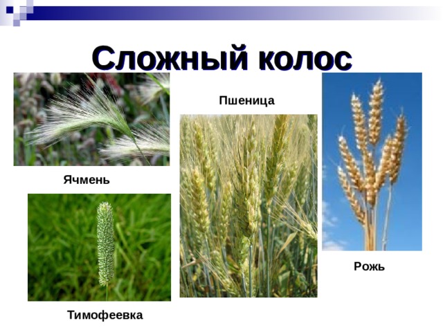 Сложный колос Пшеница Ячмень Рожь Тимофеевка