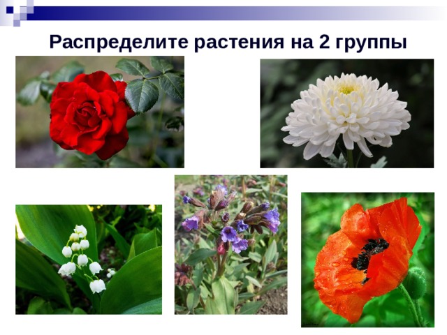 Распределите растения на 2 группы